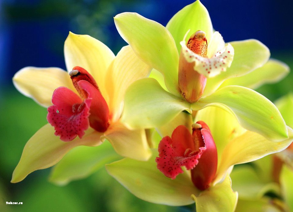 Орхидеи изображение
