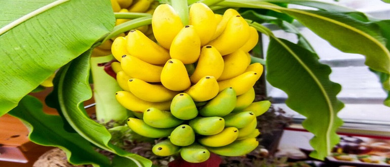вырастить банан в домашних условиях