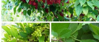 limonnik-kitayskiy-posadka-i-uhod-v-otkrytom-grunte