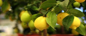 kak-vyraschivat-limon-doma