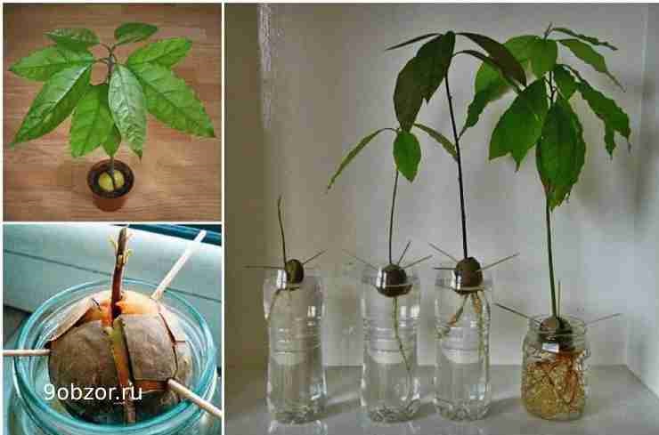 как вырастить авокадо из косточки дома
