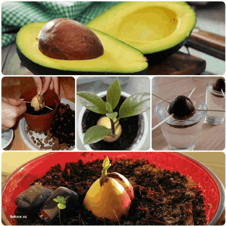 как вырастить авокадо дома