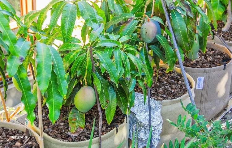 как вырастить авокадо