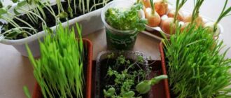 Как вырастить овощи дома зимой
