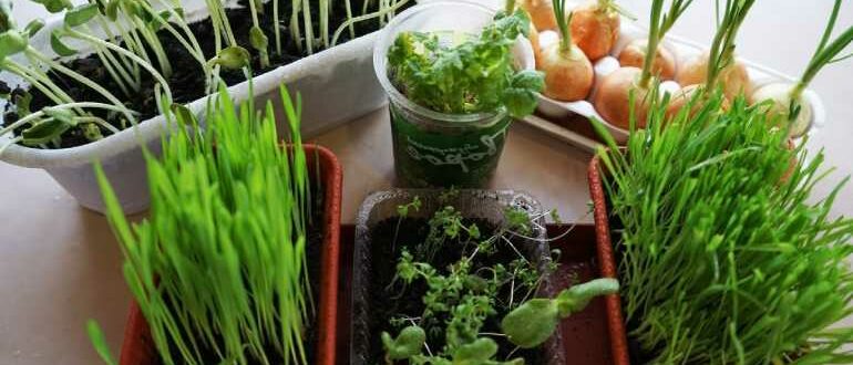 Как вырастить овощи дома зимой